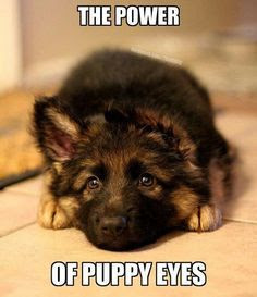 The power of puppy eyes