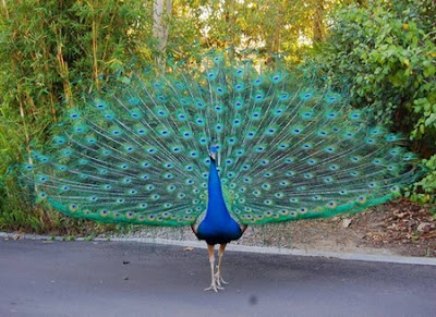 Peacock image Allfreshwallpaper
