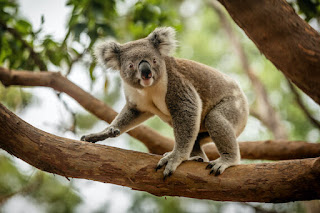Koala - Top 13 Facts