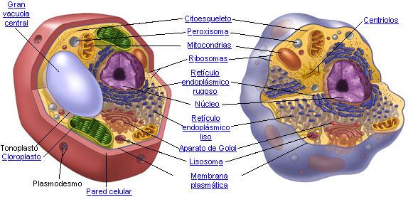 celula animal y celula vegetal. celula vegetal e animal.