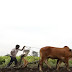 Why farmers are leaving cultivation now a days