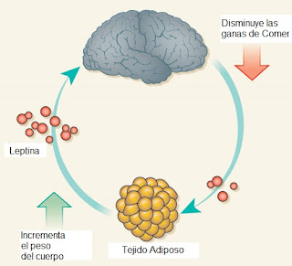 <img src="qué-es-la-leptina.jpg" alt="es una hormona que funciona mediante el estímulo a la acción genética de los adipocitos"> 