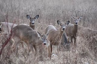 Deer Greet Us As We Arrive.