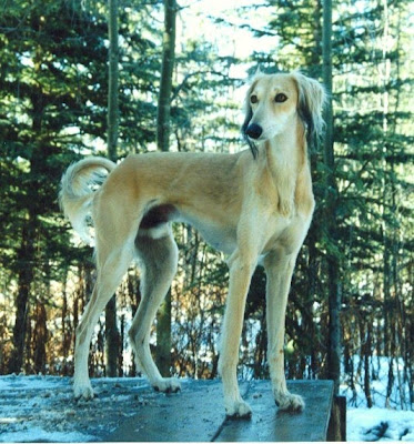 Saluki dog