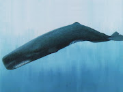 A baleia estrangulada foi encontrada flutuando no mar com a cabeça da lula .