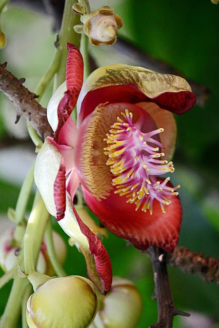 flower with a mouth