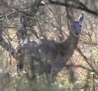 Autumn in Halton :: All Pretty Things