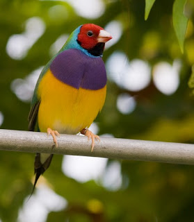 Pelihara Burung Cantik Gould Amadin, Ceriakan Rumah Anda