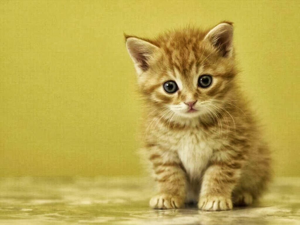 Wallpaper Kucing Cute Terimut