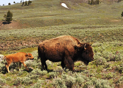 momma and baby bison