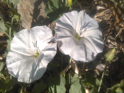 calystegia sepium