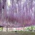 Really easy wisteria tree japan