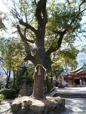 豊崎神社ご神木