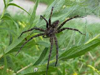 Dolomedes scriptus - Araignée semi aquatique - Grosse araignée - Araignée d'eau