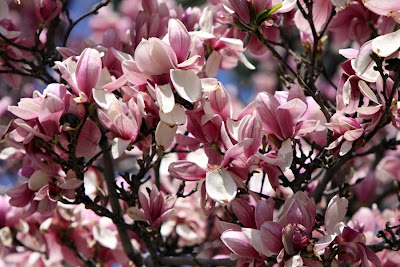 Pink Blossoms