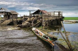 Objek Wisata Kerbau Rawa Amuntai Propinsi kalsel