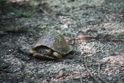 Box turtle on the move at Pere Marquette State Park in Illinois