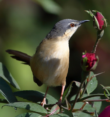 Ashy Prinia