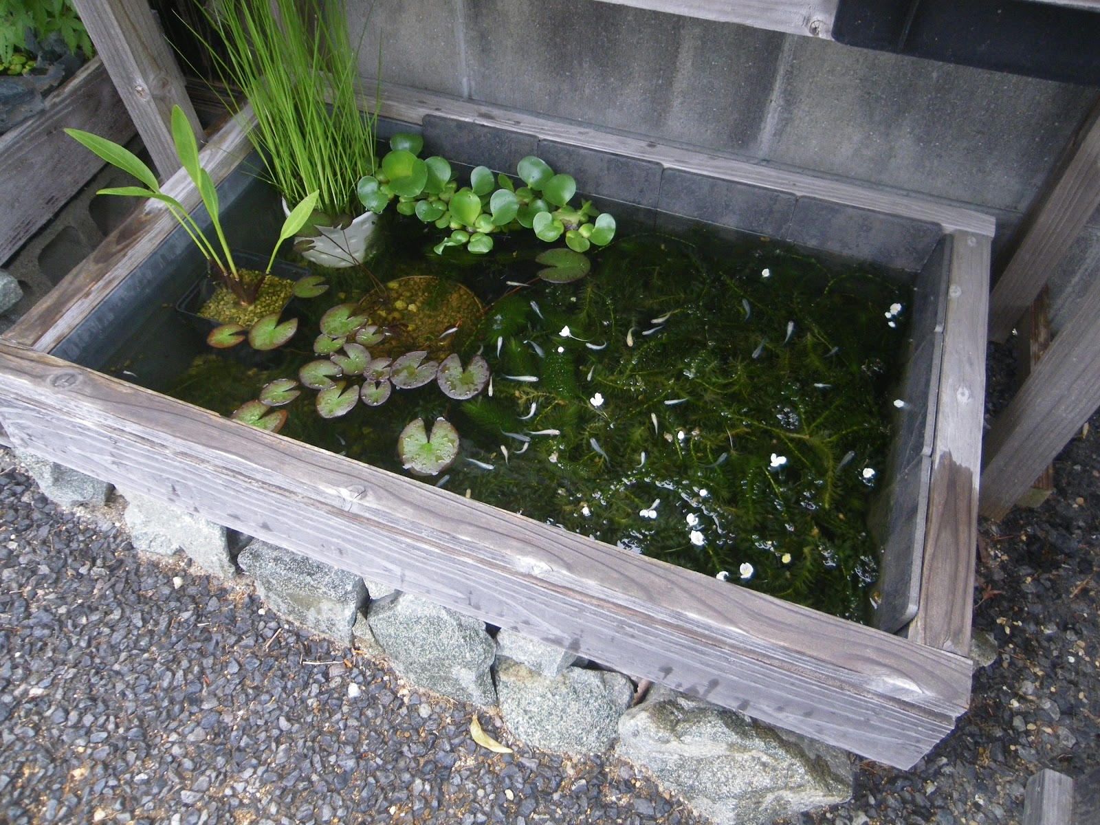 メダカのビオトープに雨水が入らないように屋根を製作しました メダカの大工