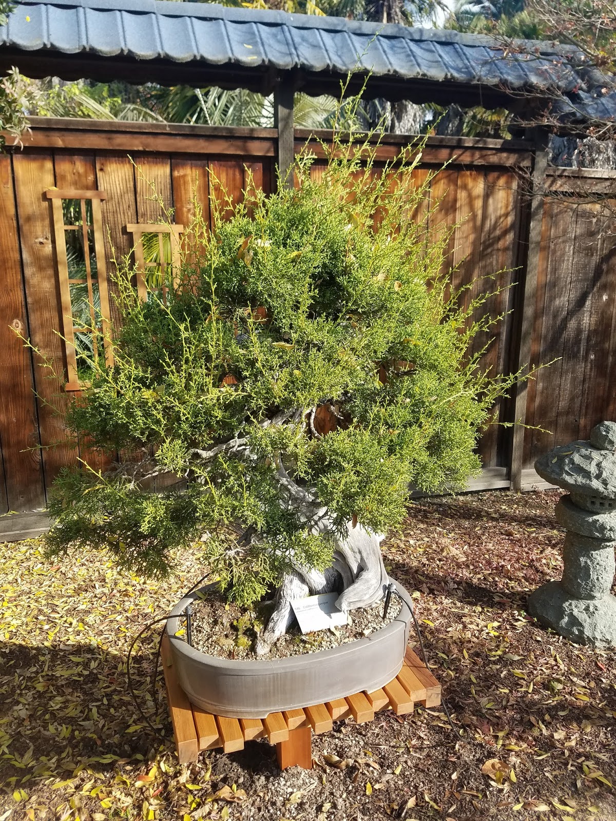 Adventures in Weseland: The Bonsai Garden at Lake Merritt