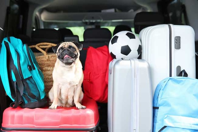 Family car and pet ready to PCS for military move