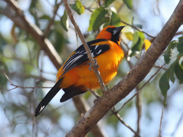 Audubon Oriole Bird