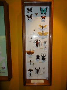 2016.03.14-019 papillons