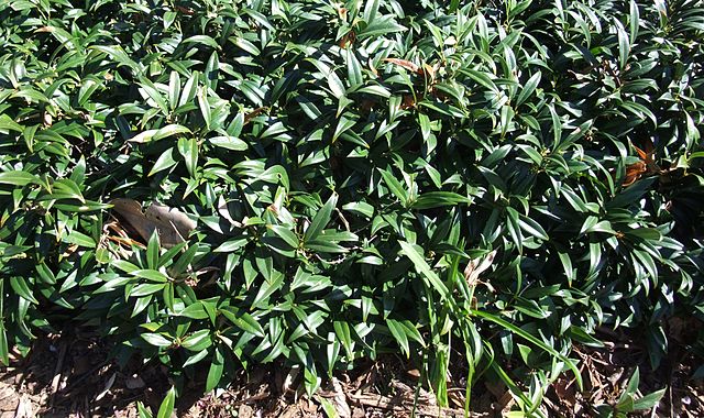 Sarcococca hookeriana var. humilis shrub 