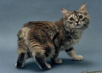 Manx cat