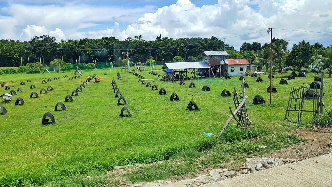 fighting cock breeding farm in Manapla, Negros Occidental