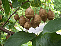 Xylocarp Fruit Images