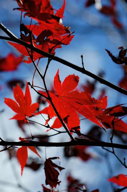 寸又峡の紅葉4