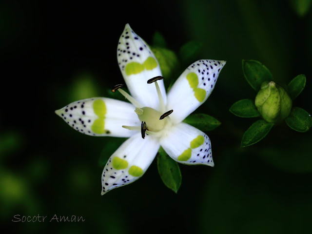 Swertia bimaculata