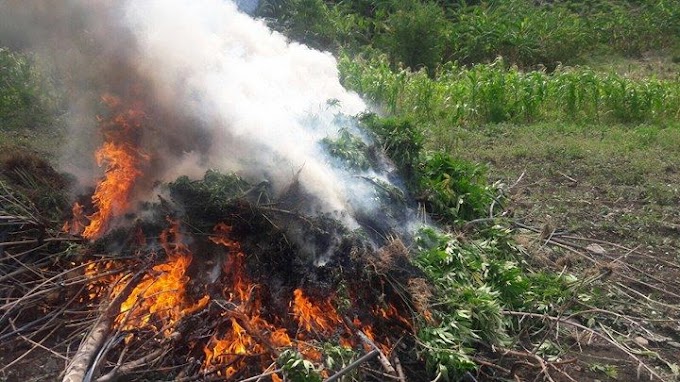 Destruye PGR plantio de mariguana en Oaxaca 