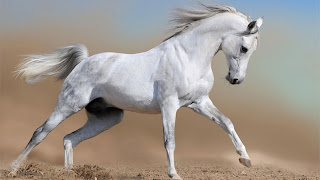 The animal hd wallpaper with horse 3