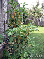 olea fragrans