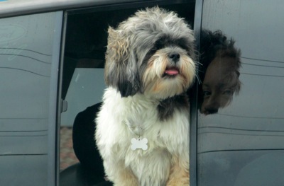 doggie in window.JPG