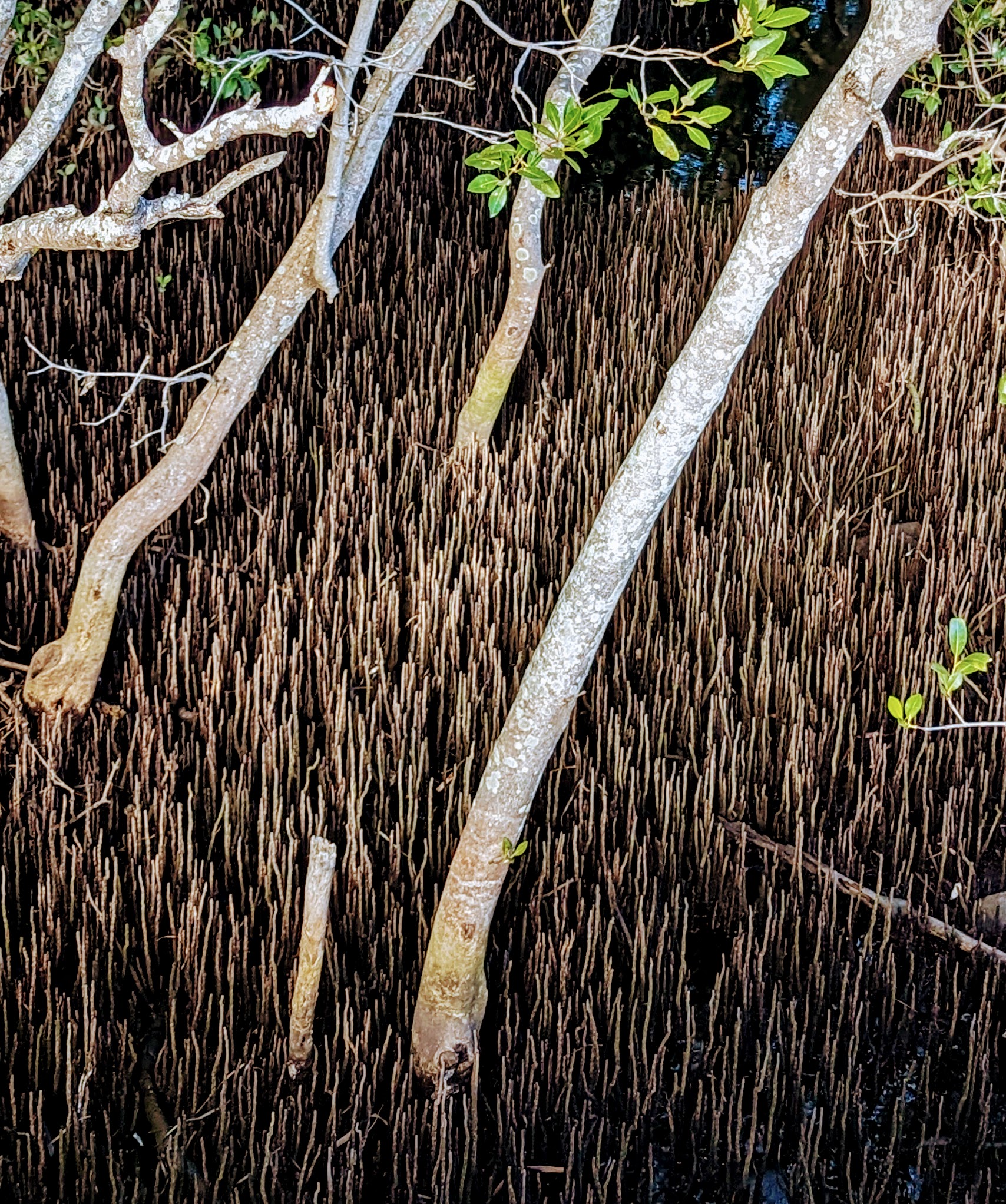 Small set of mangrove roots poking up through the wet coastal mud surrounded by their owner trees.