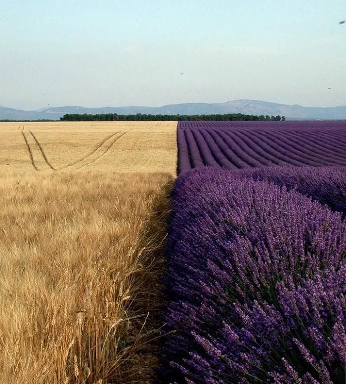 Wheat Field Next to a Lavender Field