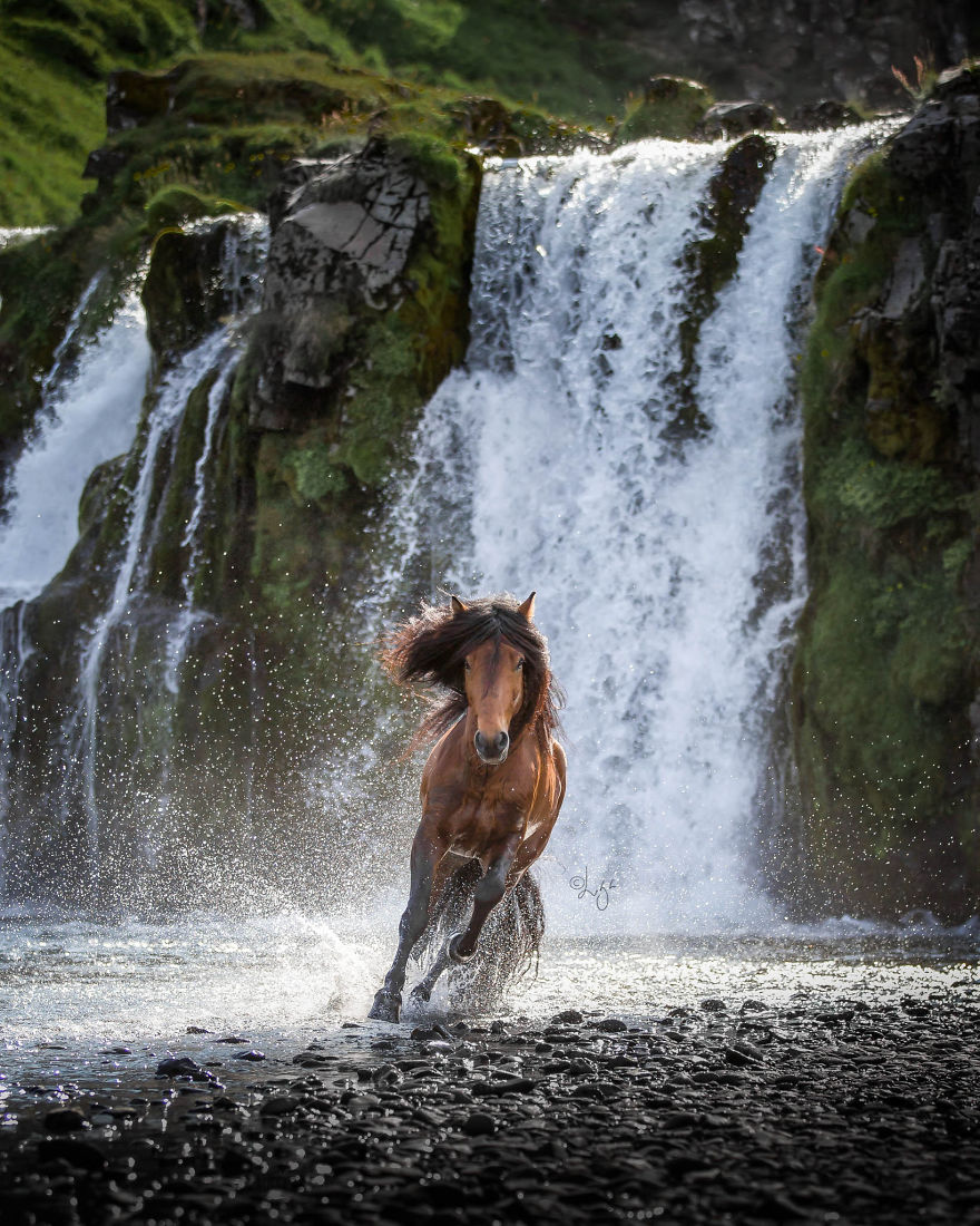 horse photography