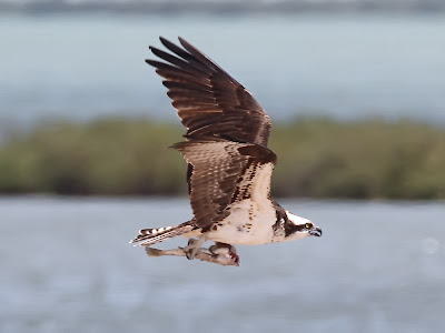 Osprey Carrying a Fish