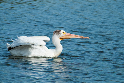 American White Pelican, Kountze Lake