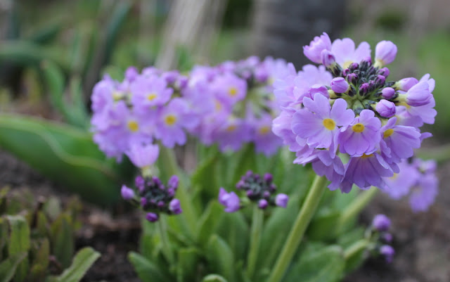 Primula