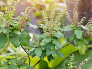 Do you know about Holy Tulsi?
