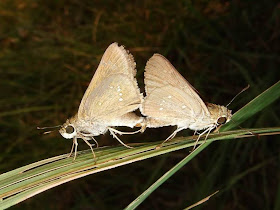 Skipper Butterflies Mating