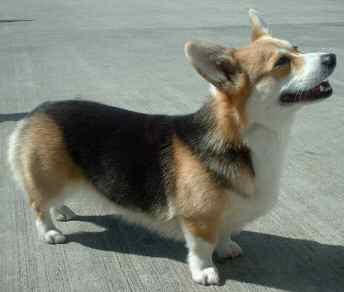 pembroke welsh corgi