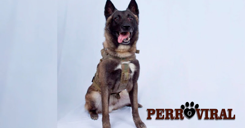 perro héroe anti-terrorista de Siria