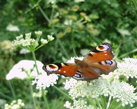 Inachis io, mariposa diurna de espectacular coloración