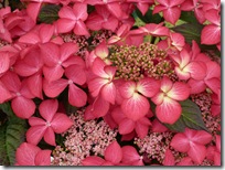 birds flowers 094