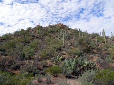 Saguaro National Park